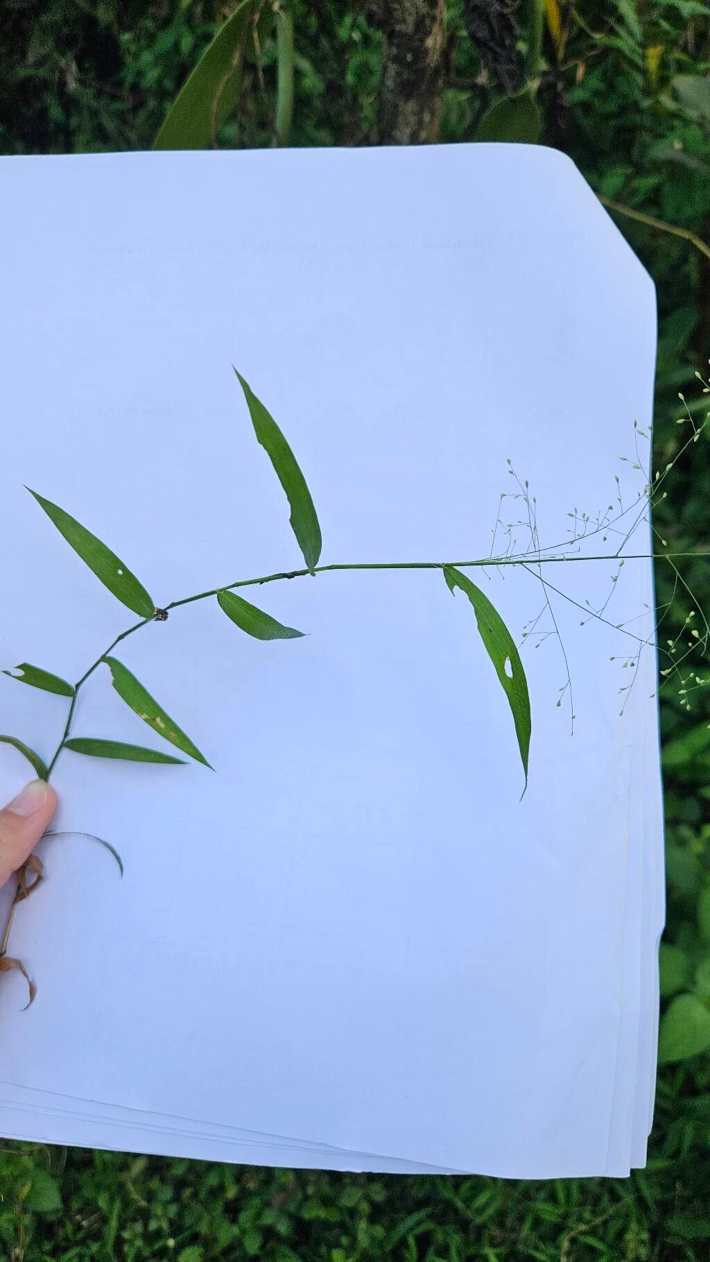 Isachne albens — related species from the same genus