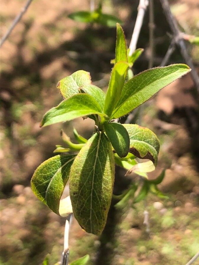 Abelia triflora leaf