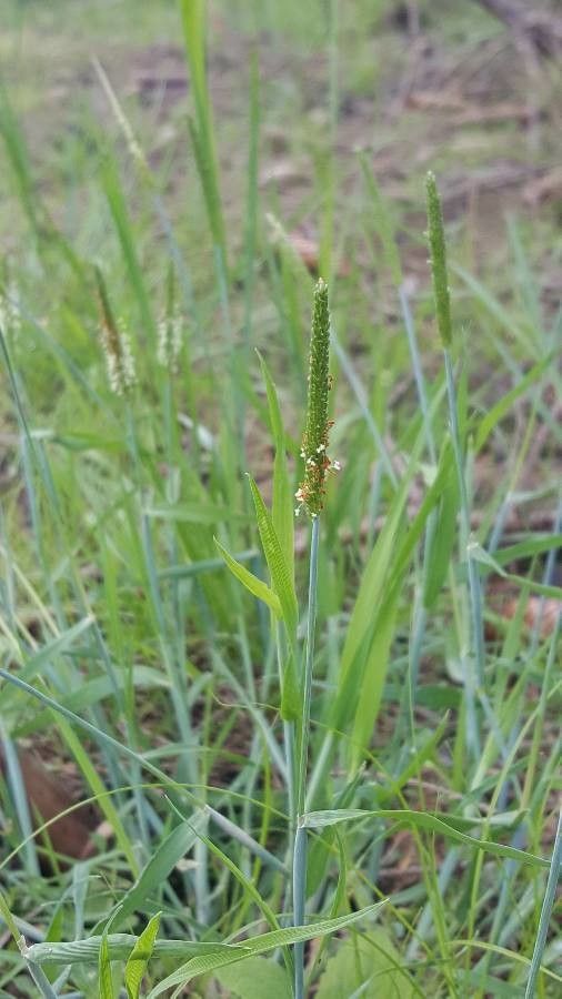 Alopecurus aequalis leaf