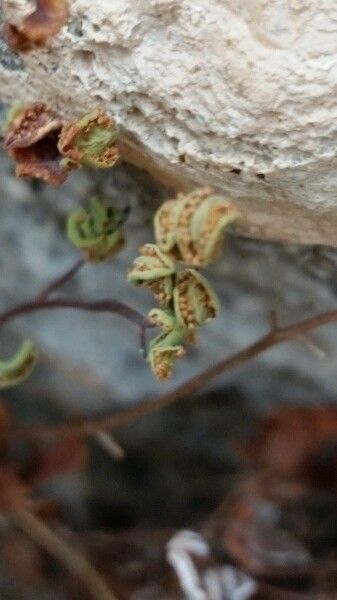 Argyrochosma nivea fruit