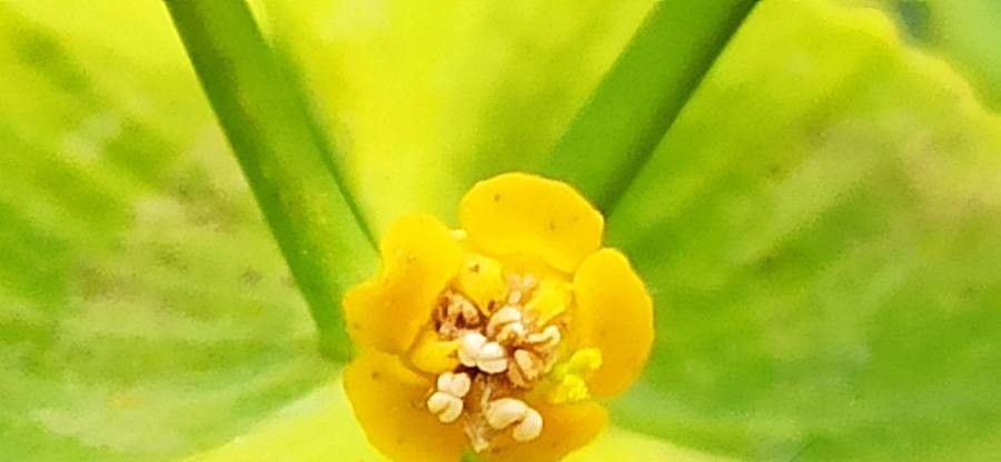 Euphorbia matritensis flower