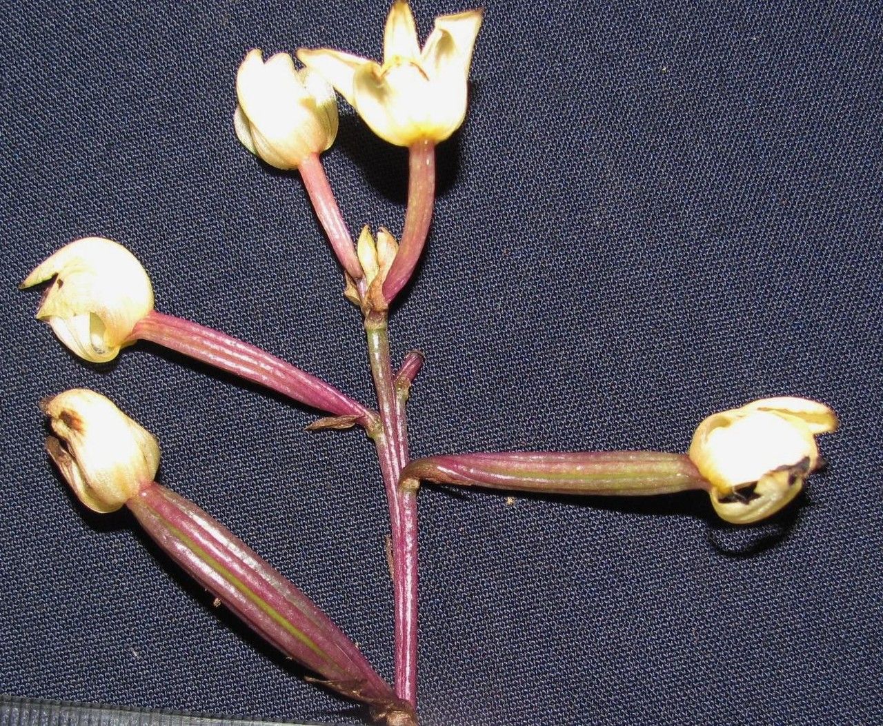 Govenia quadriplicata — related species from the same genus