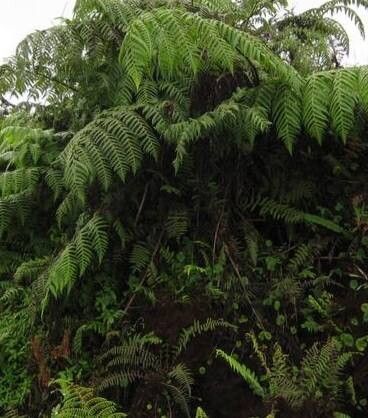 Cyathea weatherbyana habit