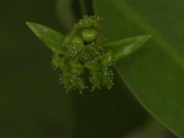 Oxera glandulosa fruit