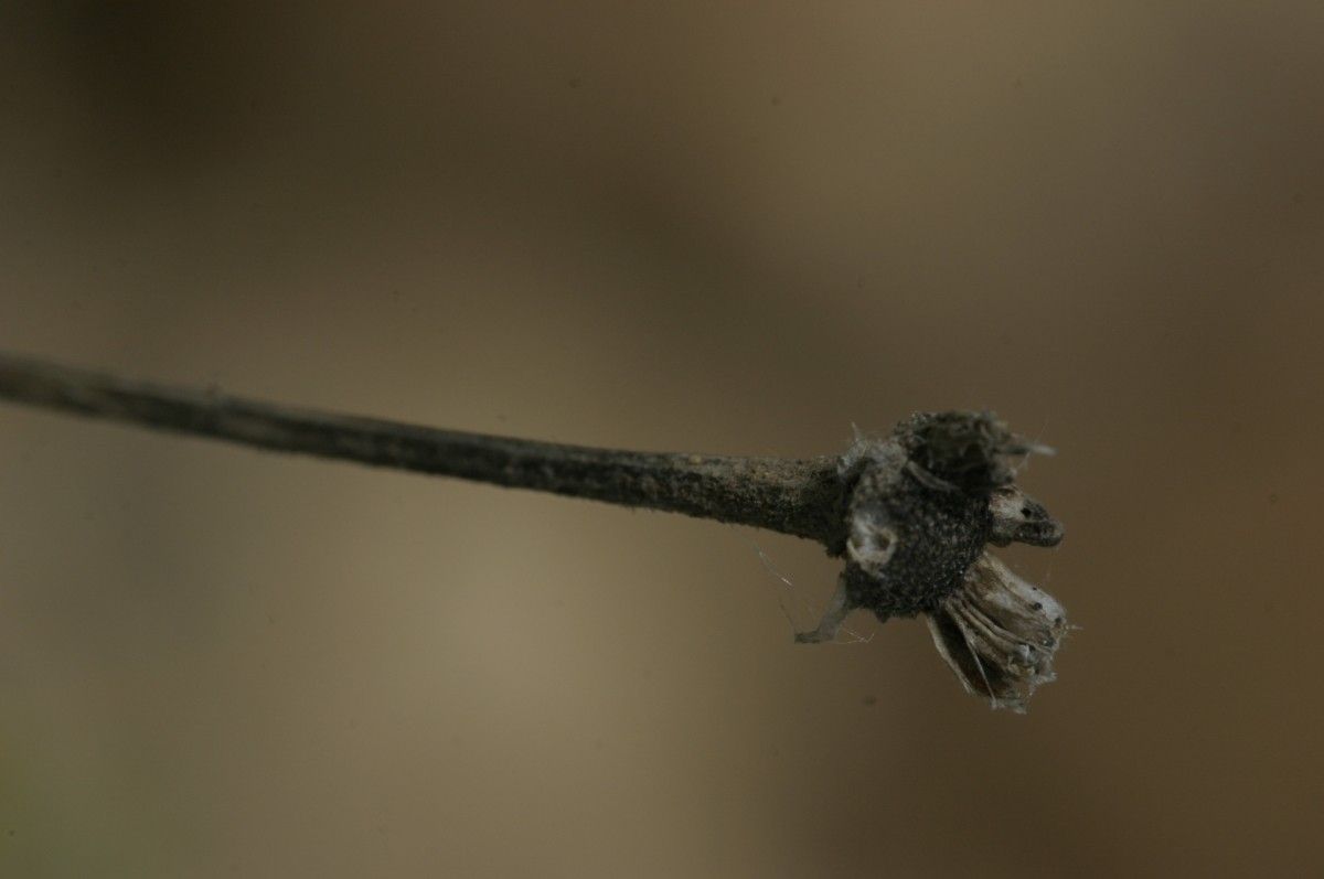 Santolina africana fruit