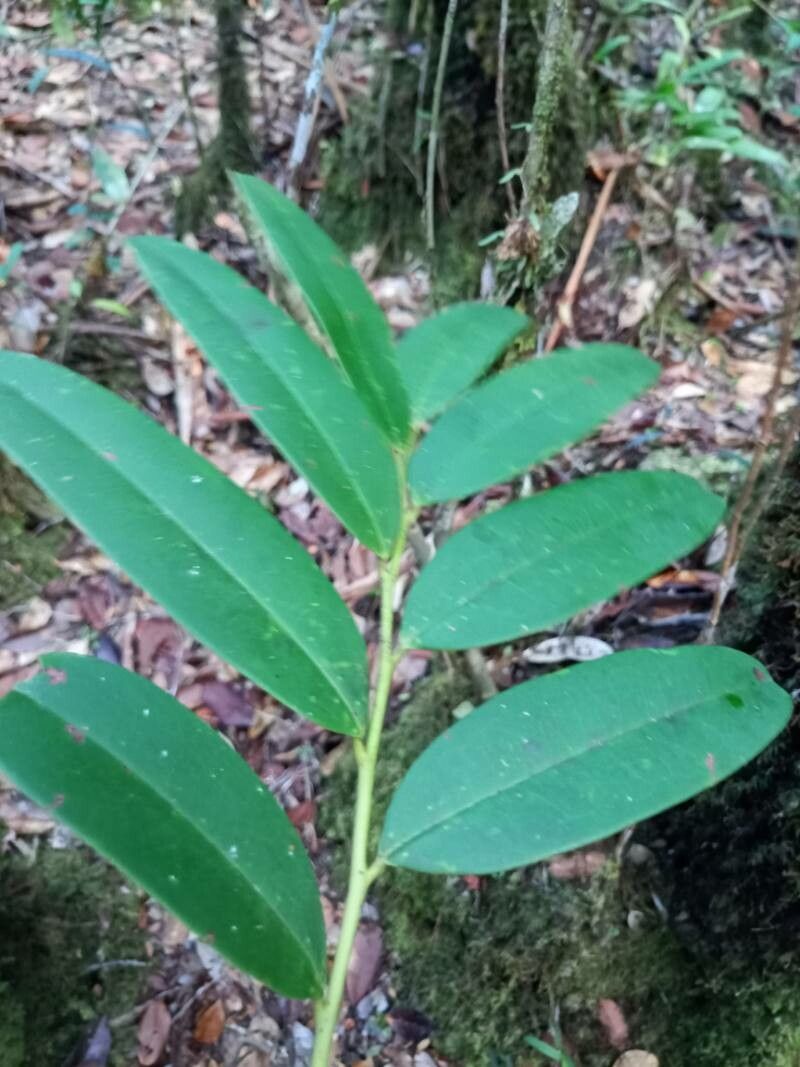 Diospyros evena leaf