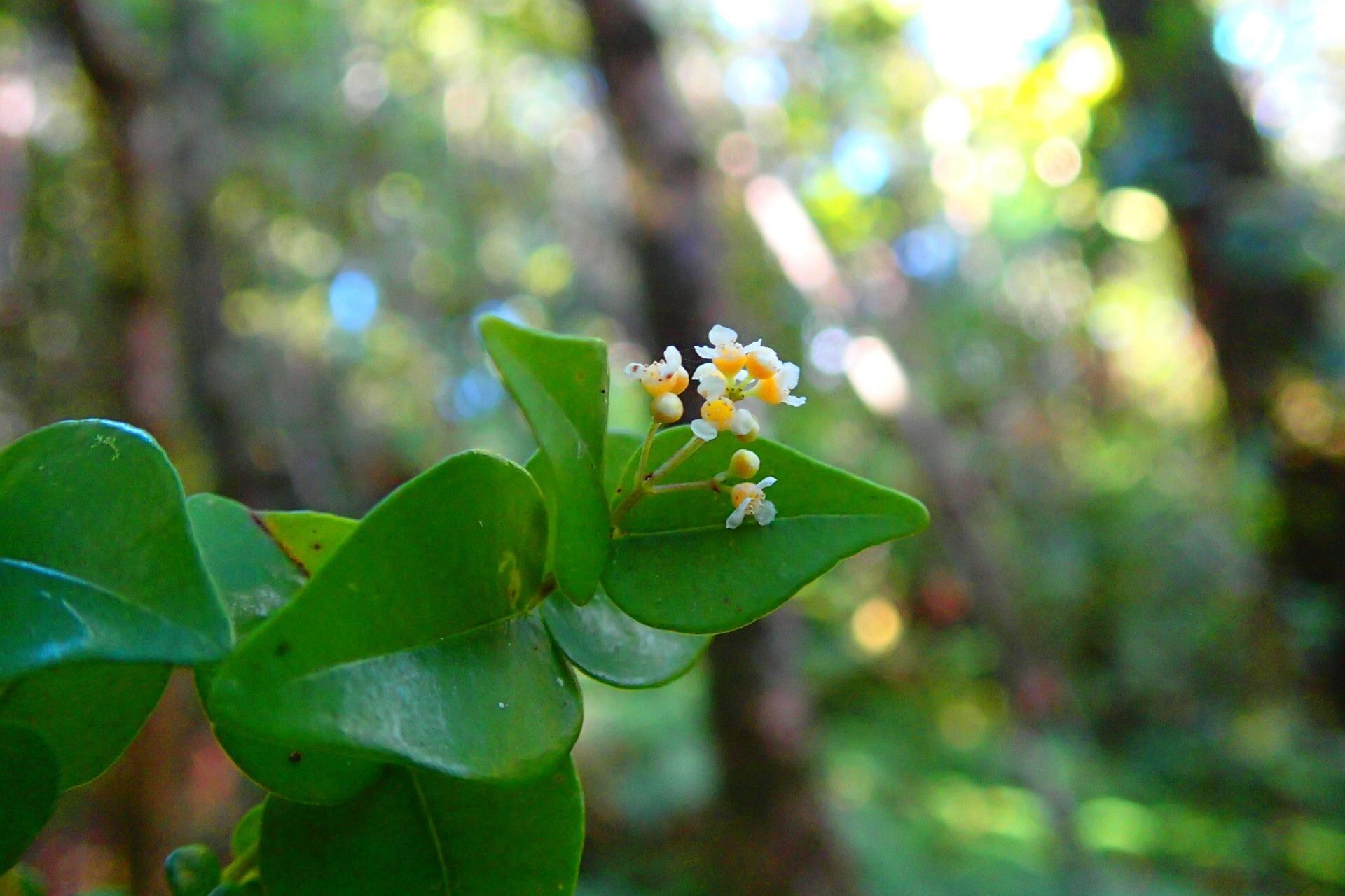 Syzygium tenuiflorum flower