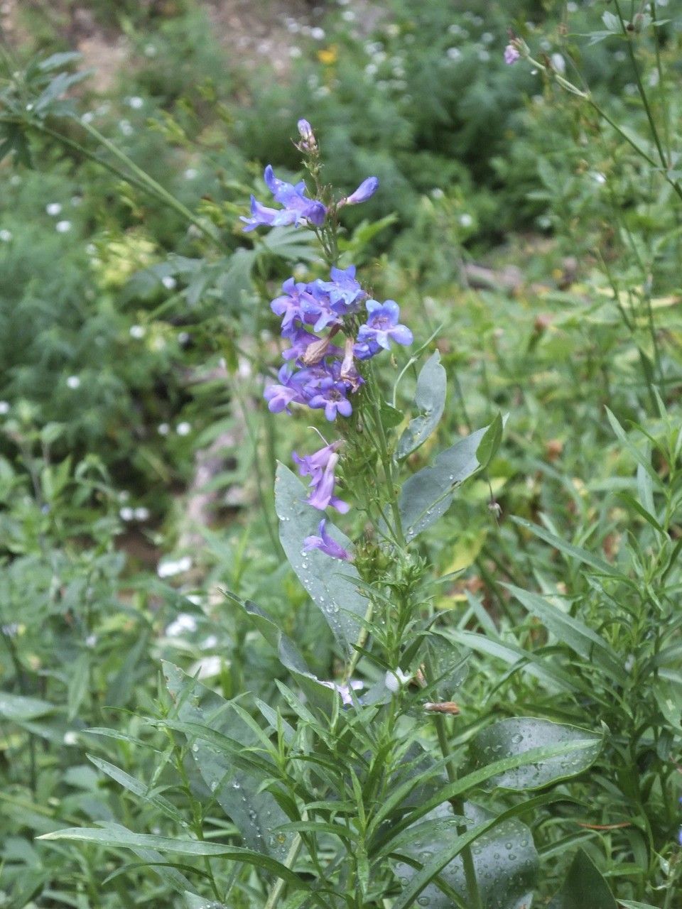 Penstemon platyphyllus habit