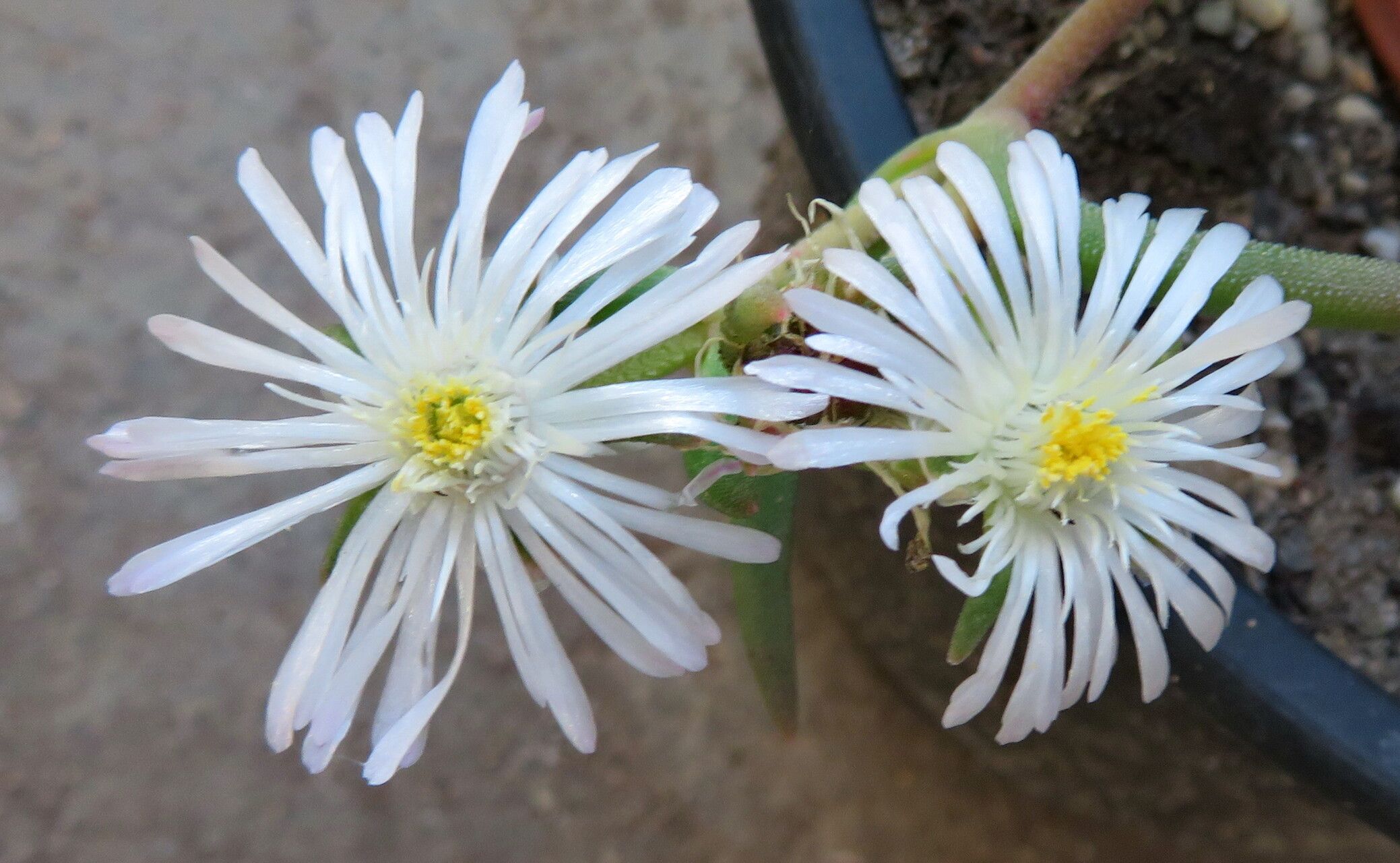 Delosperma floribundum — search result for 'Aizoaceae'