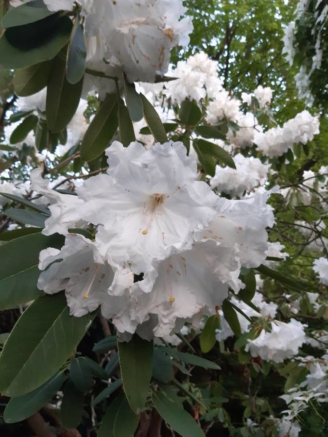 Rhododendron auriculatum flower