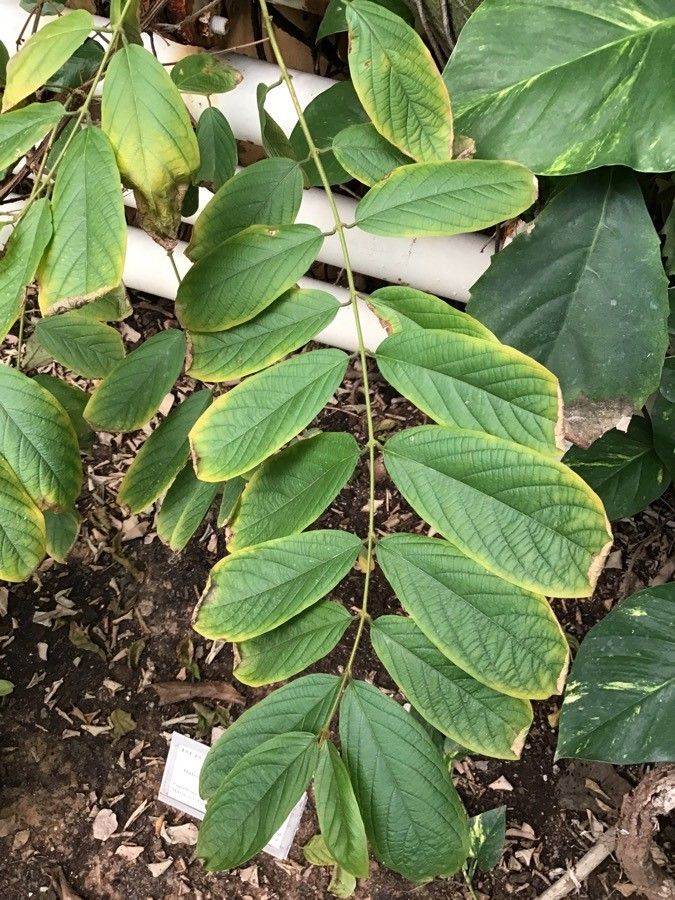 Dalechampia dioscoreifolia — search result for 'Nicaragua'