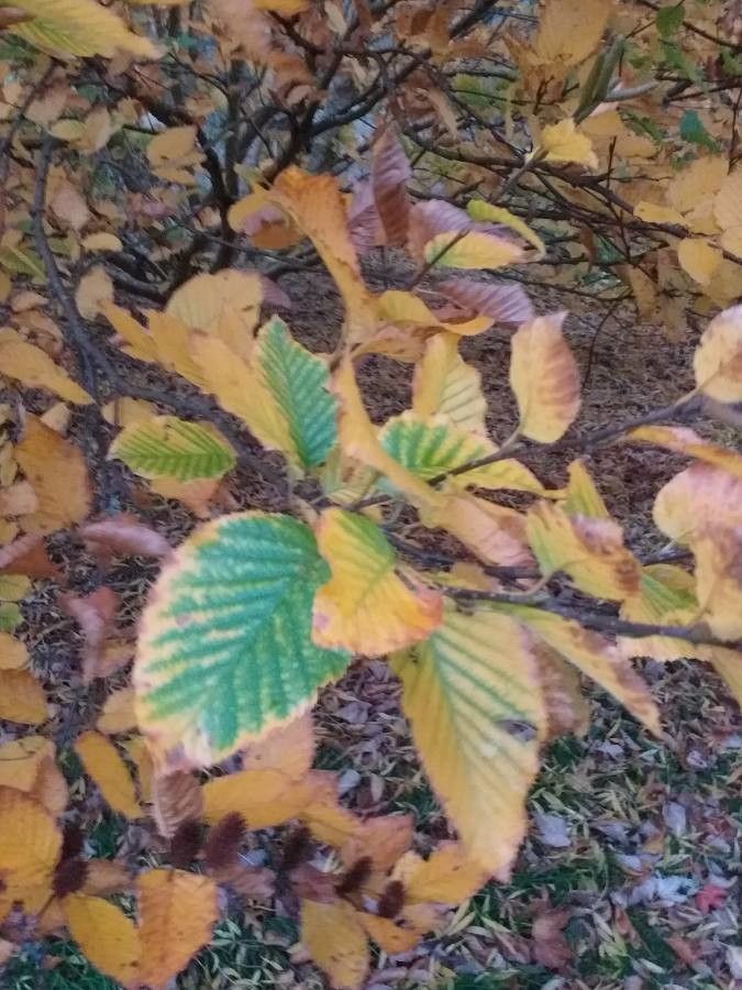 Betula medwediewii leaf