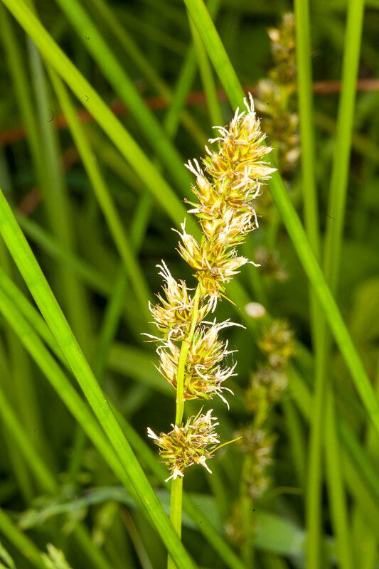 Carex otrubae flower