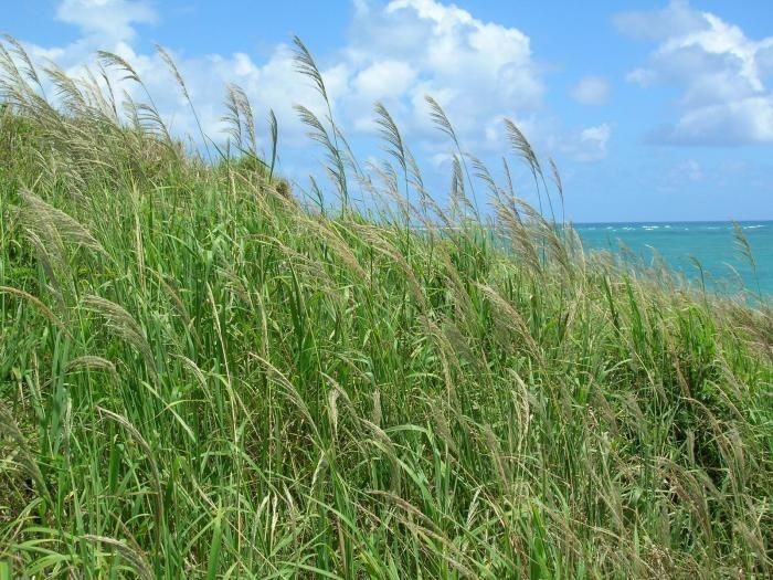 Digitaria insularis habit