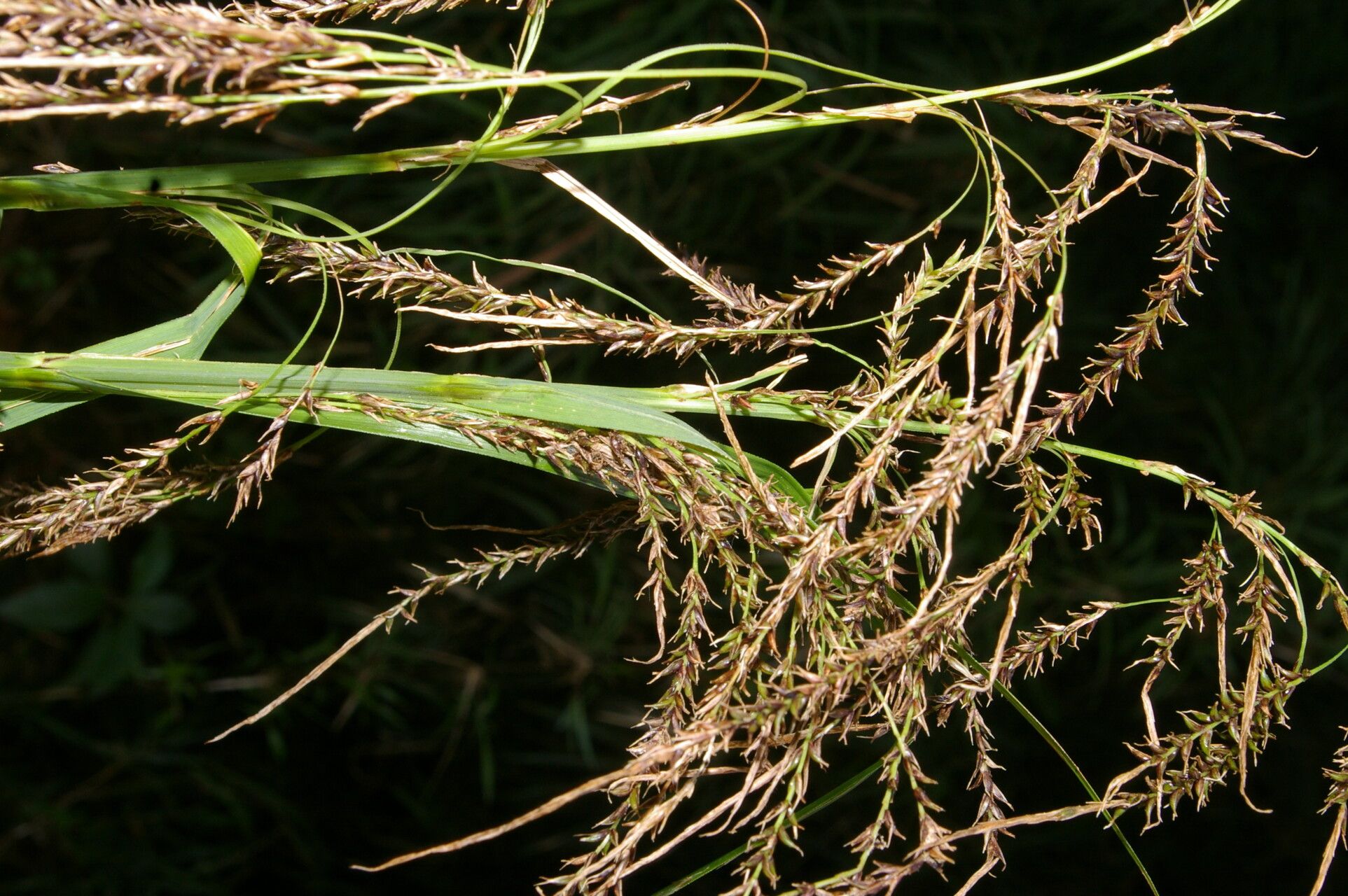 Carex jamesonii habit