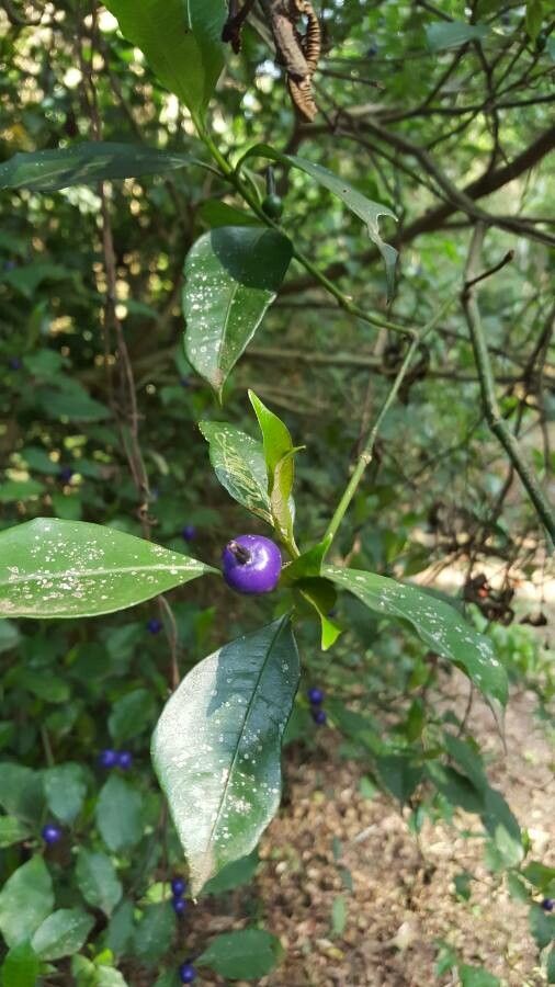 Psychotria suterella fruit