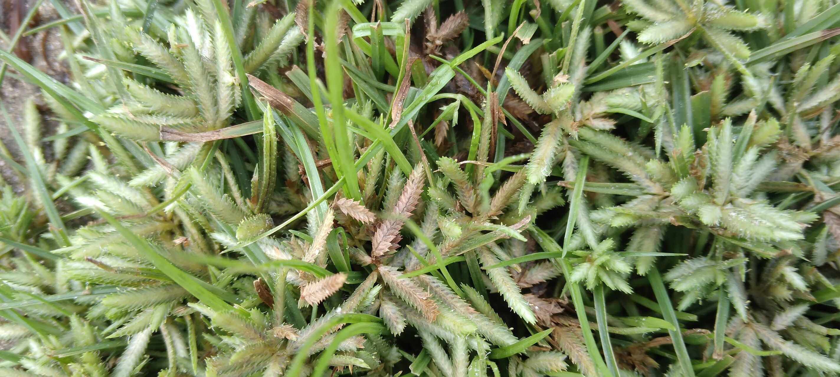 Cyperus pumilus — houseplant care guide