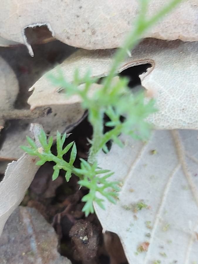 Chaetopappa asteroides — houseplant care guide