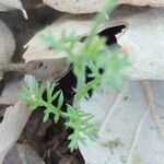 Chaetopappa asteroides