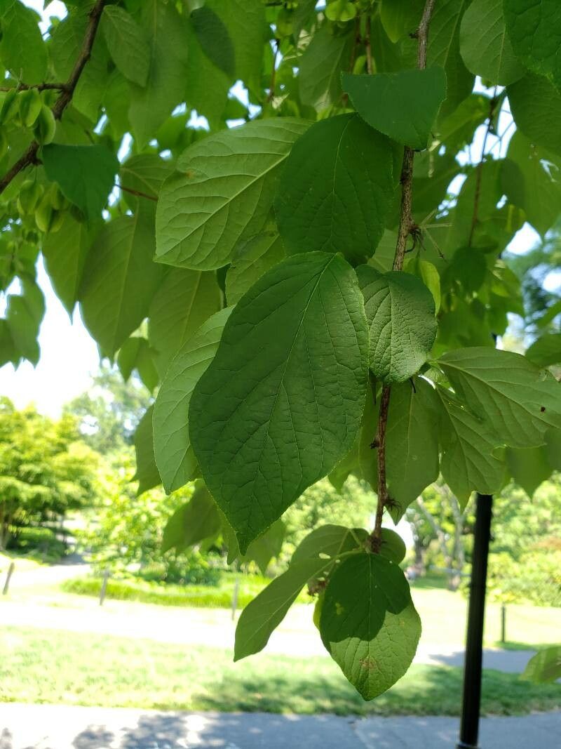 Halesia carolina — difficulty easy houseplant