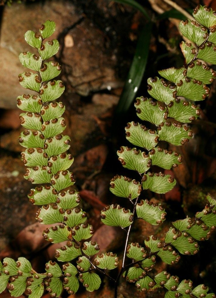 Adiantum fournieri — houseplant care guide