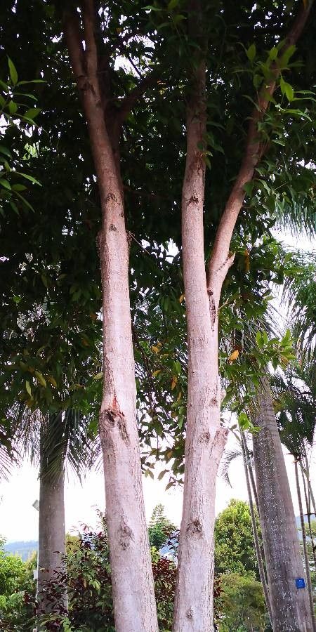 Syzygium rehderianum bark