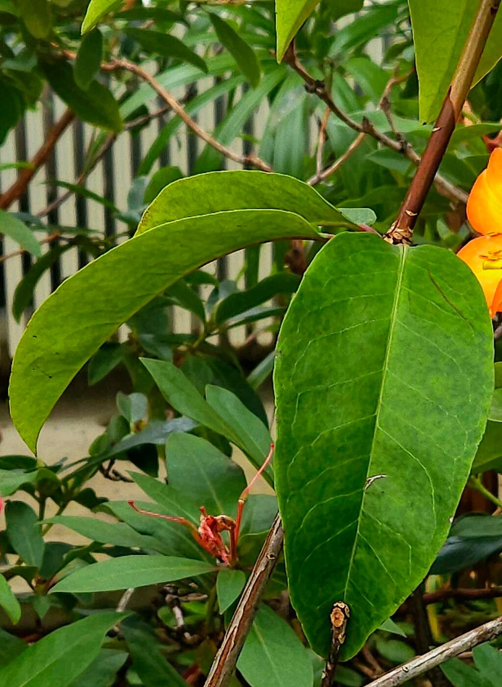 Rhododendron laetum — houseplant care guide