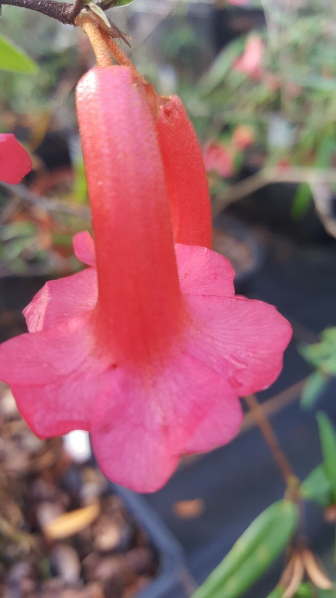 Rhododendron rarum flower