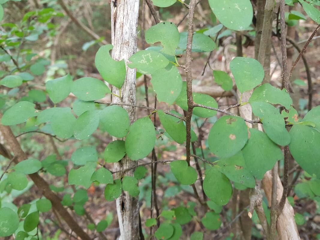 Erythroxylum rotundifolium — houseplant care guide