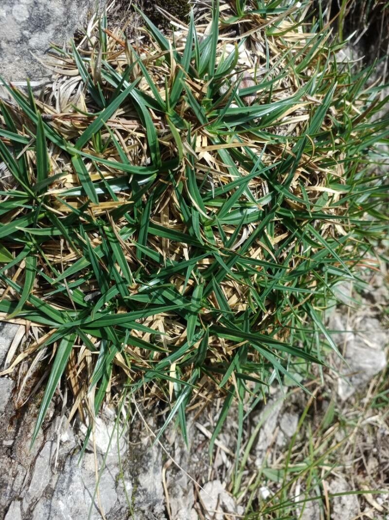 Carex firma — houseplant care guide