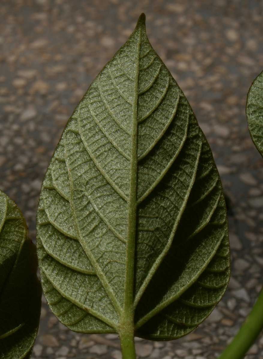 Vernicia fordii leaf