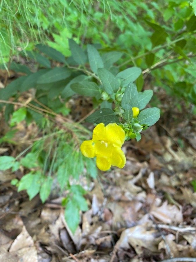 Aureolaria virginica flower
