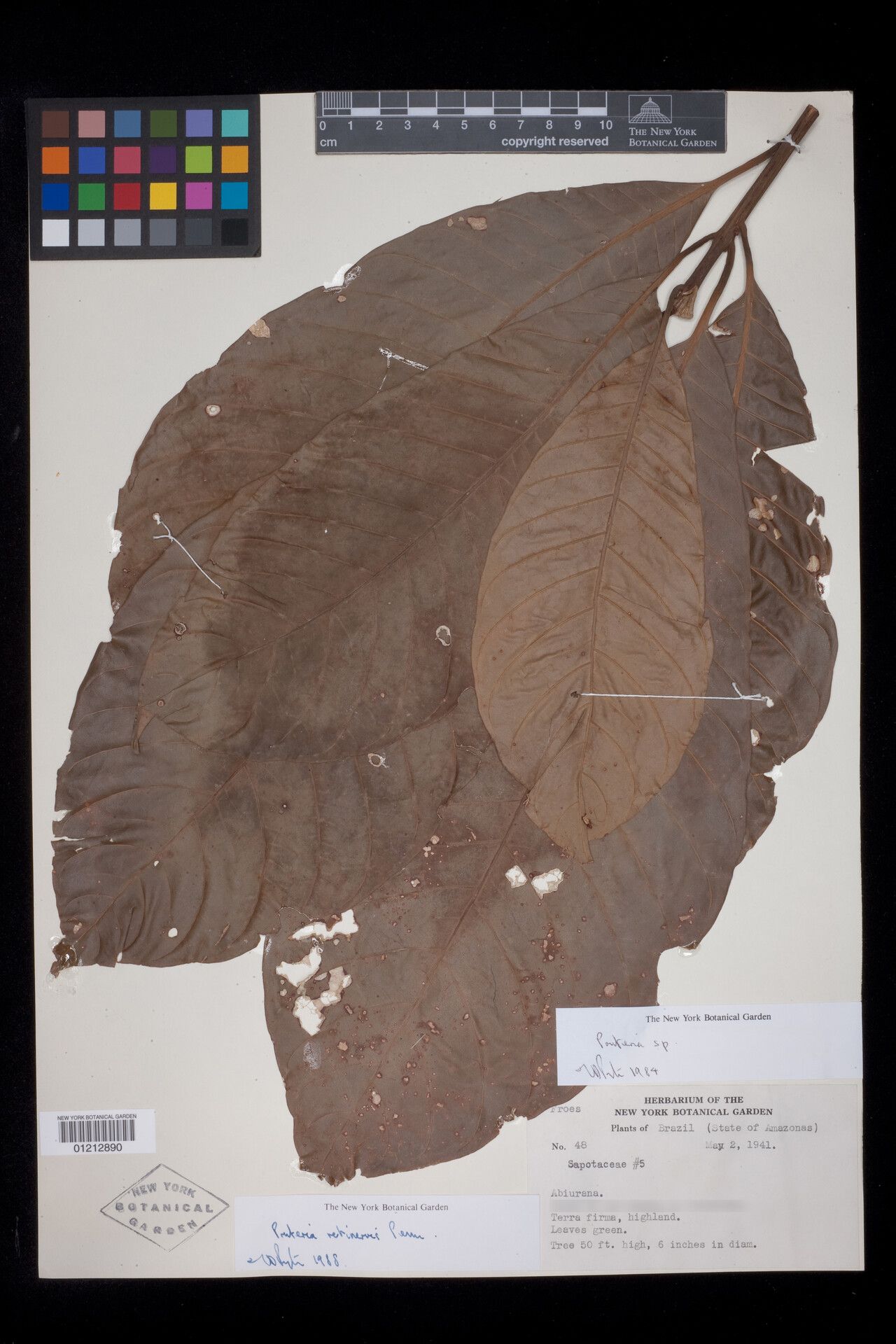 Pouteria retinervis leaf