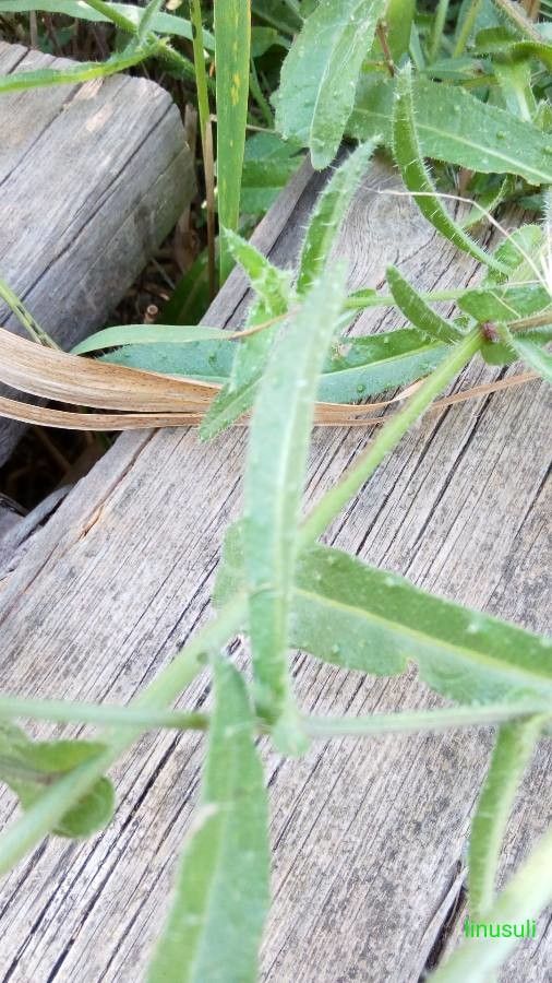Pyrrhopappus carolinianus leaf