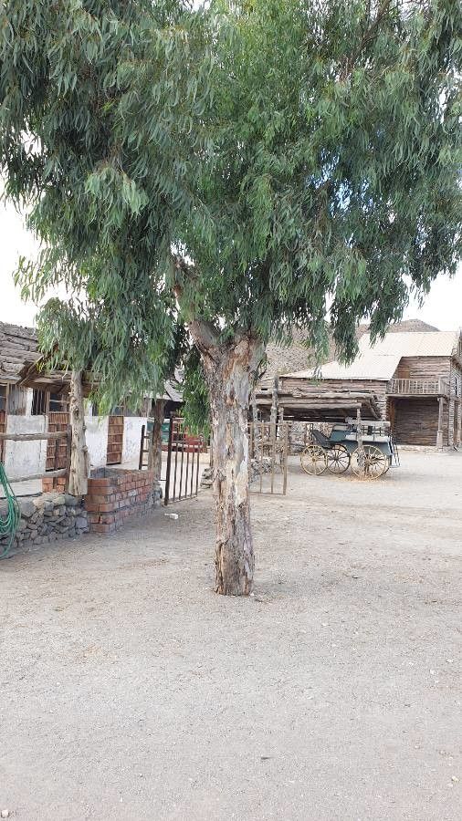 Eucalyptus nicholii — search result for 'Eucalyptus'