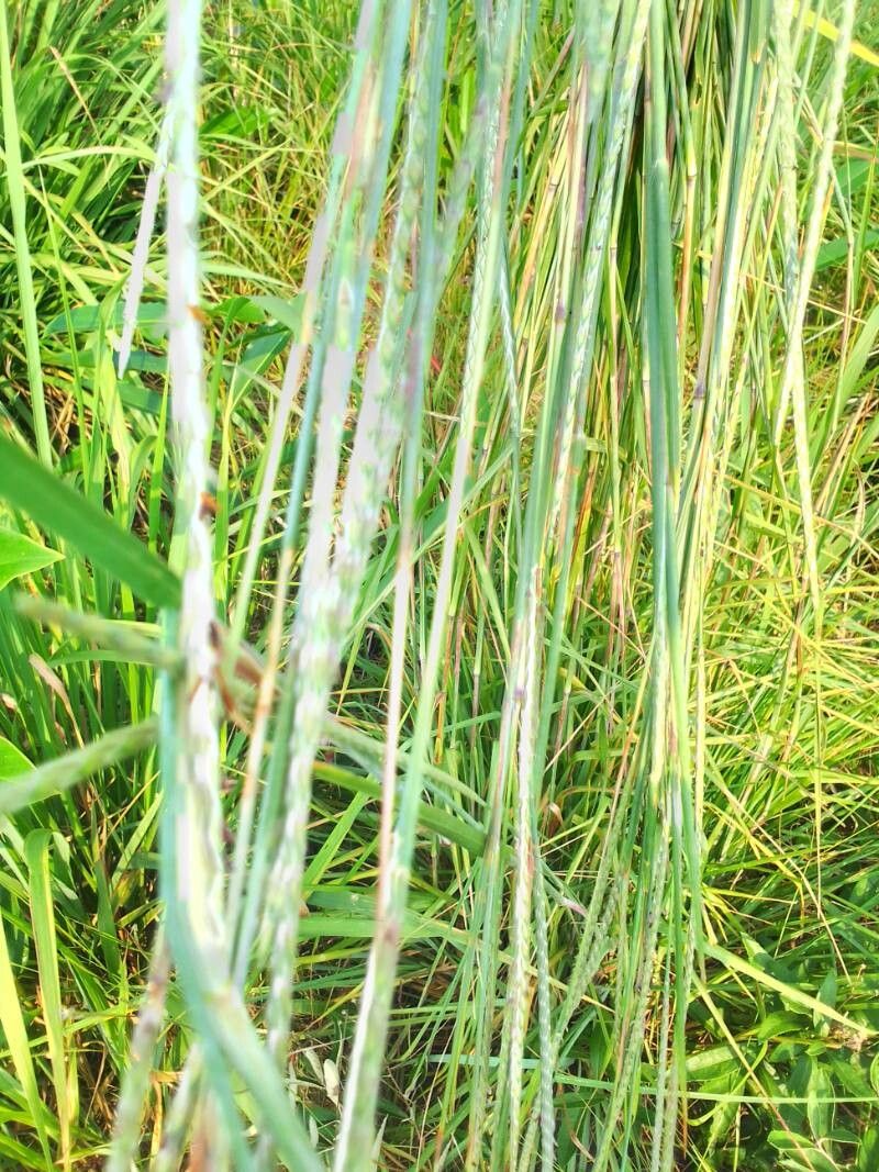 Elionurus platypus leaf
