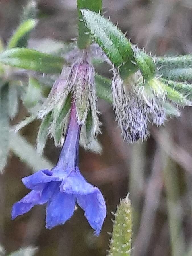 Lithodora fruticosa flower
