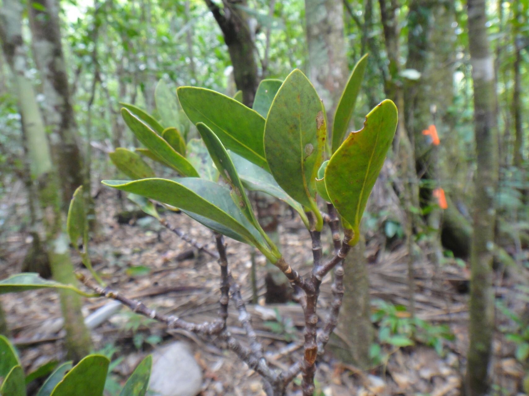 Garcinia virgata habit