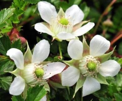 Rubus taiwanicola flower