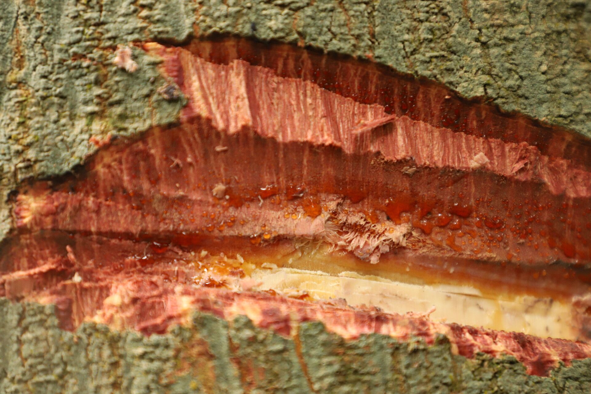 Newtonia glandulifera bark