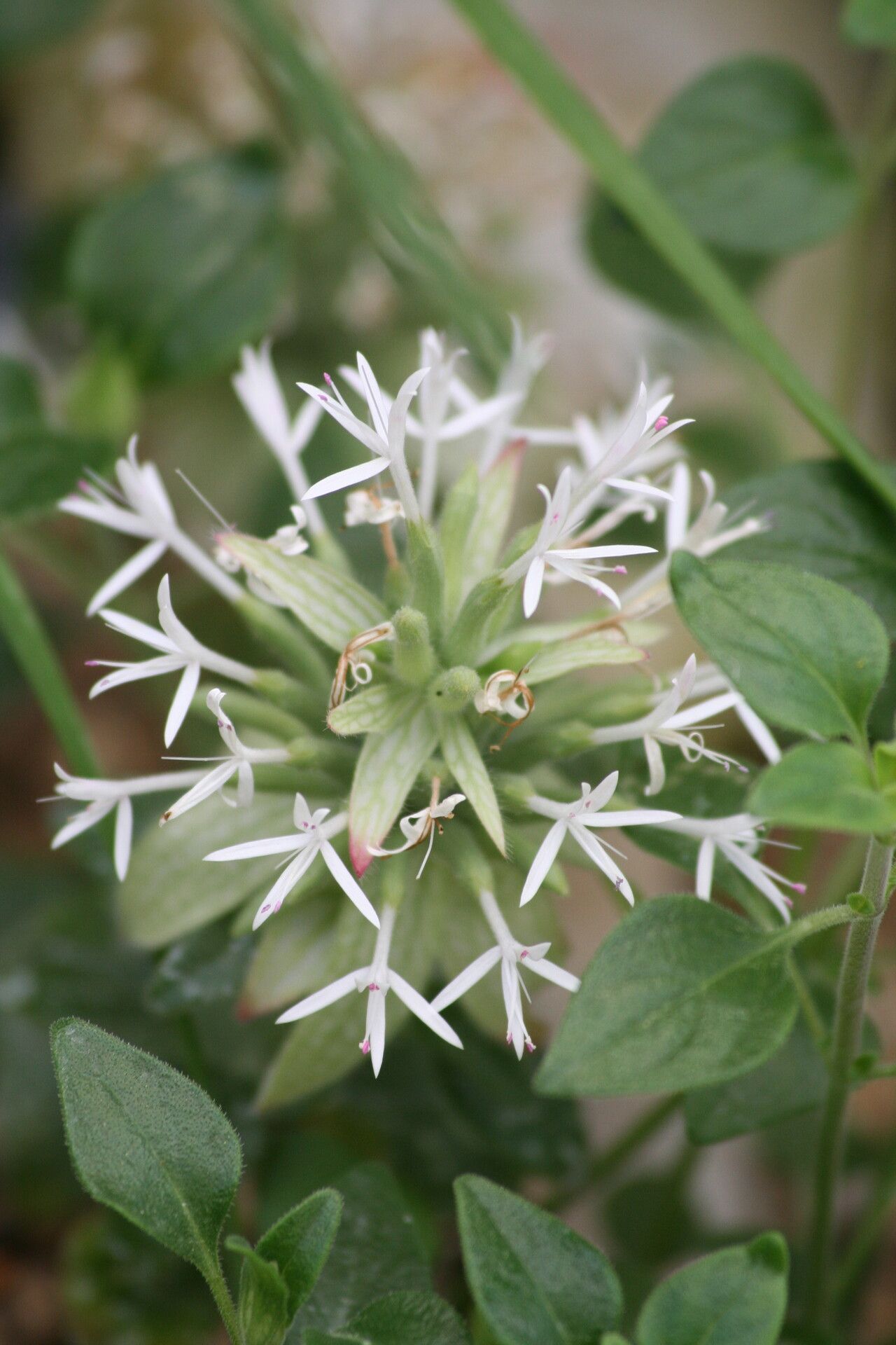 Monardella nana — houseplant care guide