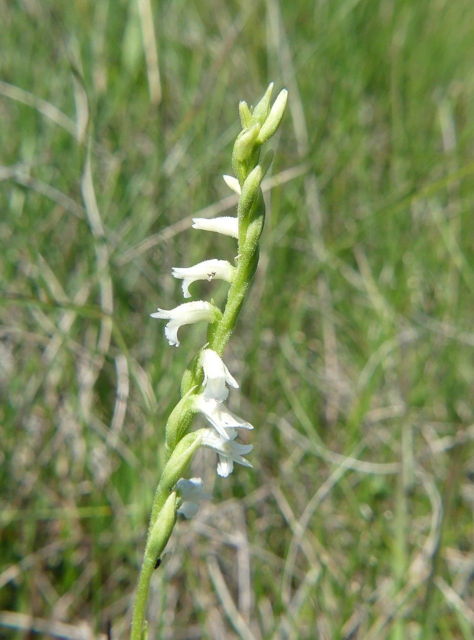 Spiranthes aestivalis habit