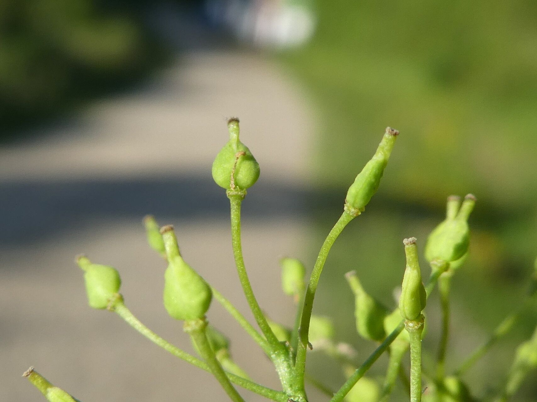 Lepidium draba fruit