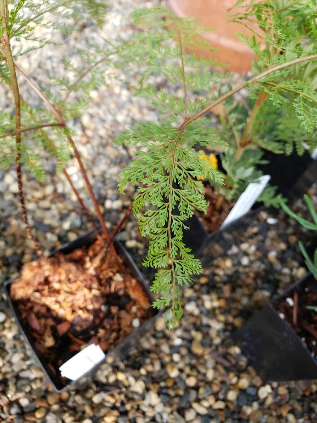 Davallia perdurans — search result for 'Davallia'