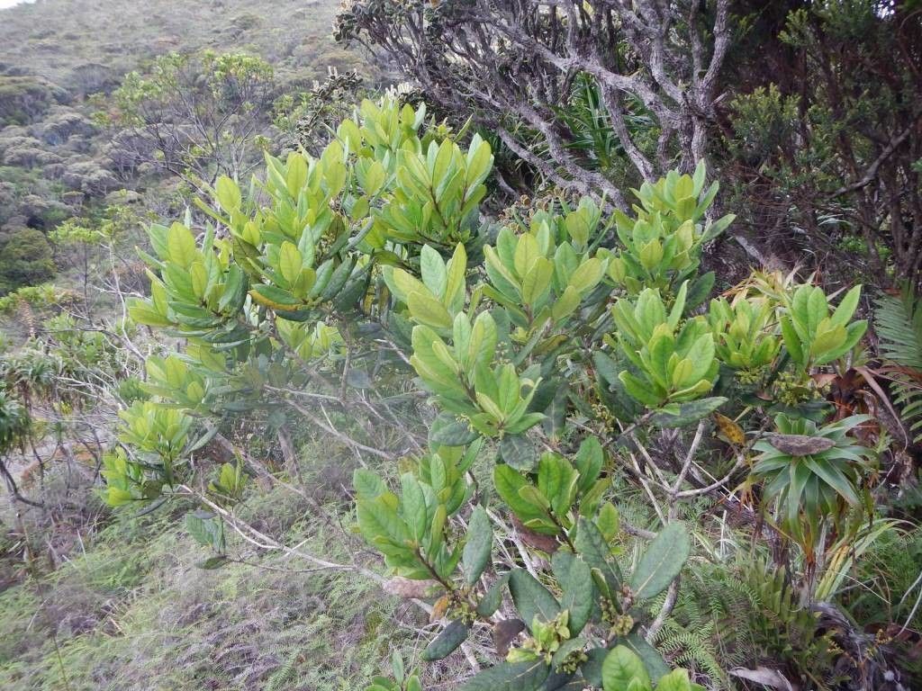 Osmanthus monticola habit