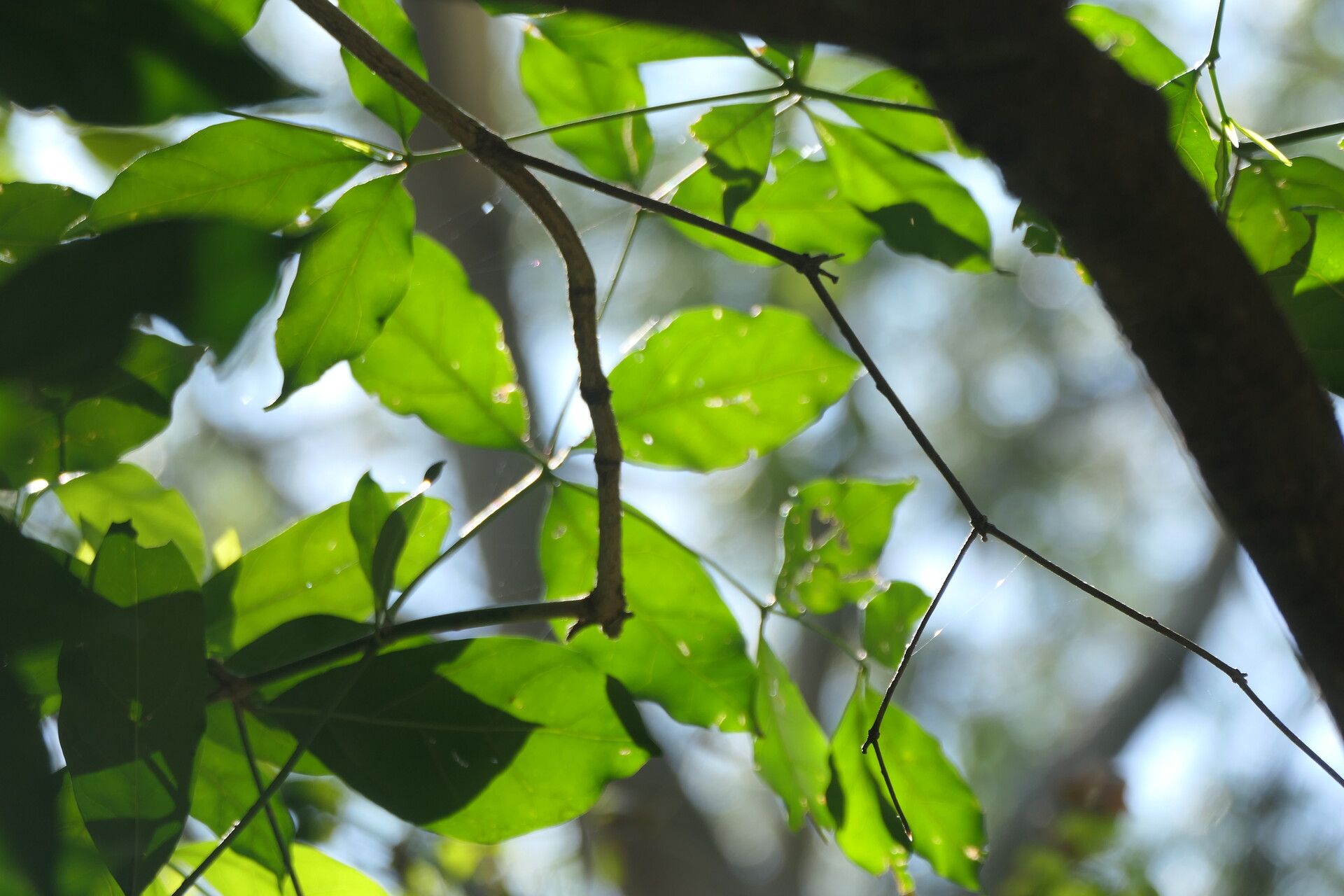 Rothmannia manganjae — search result for 'Rothmannia'