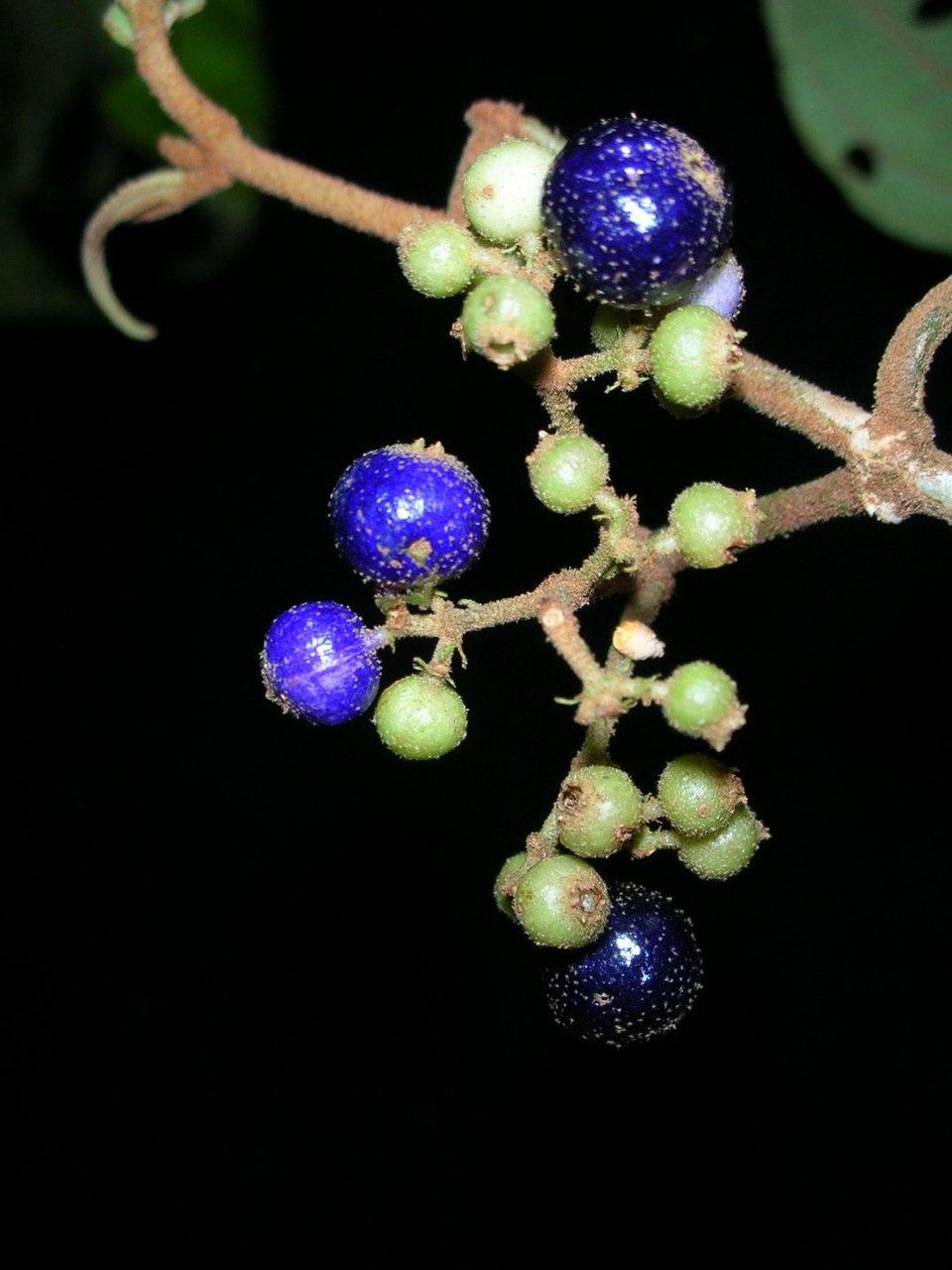 Miconia calocoma fruit