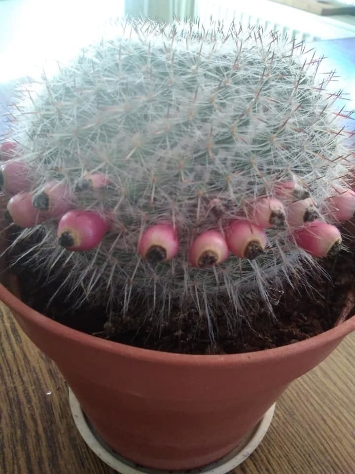 Mammillaria perbella fruit