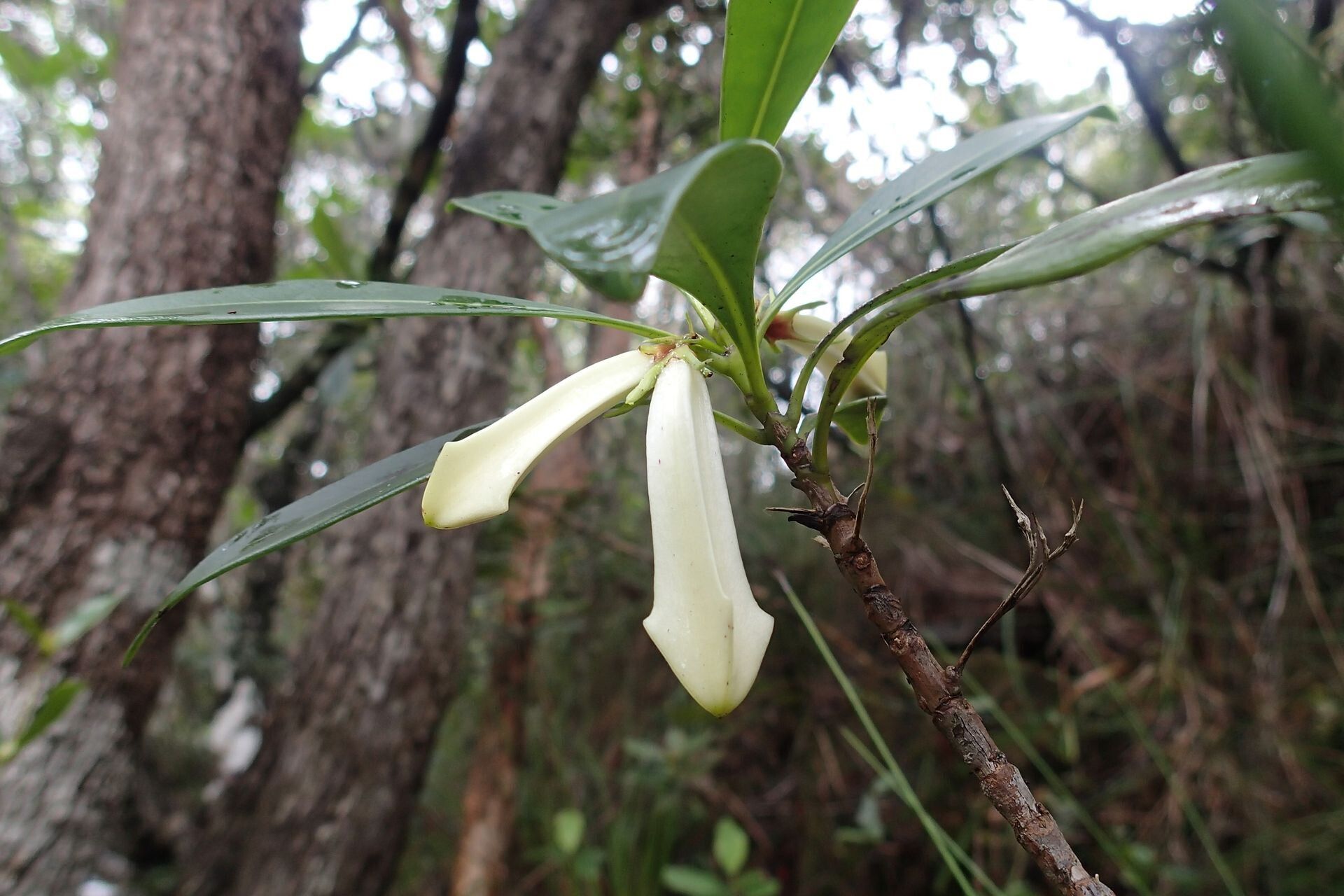 Thiollierea tubiflora flower
