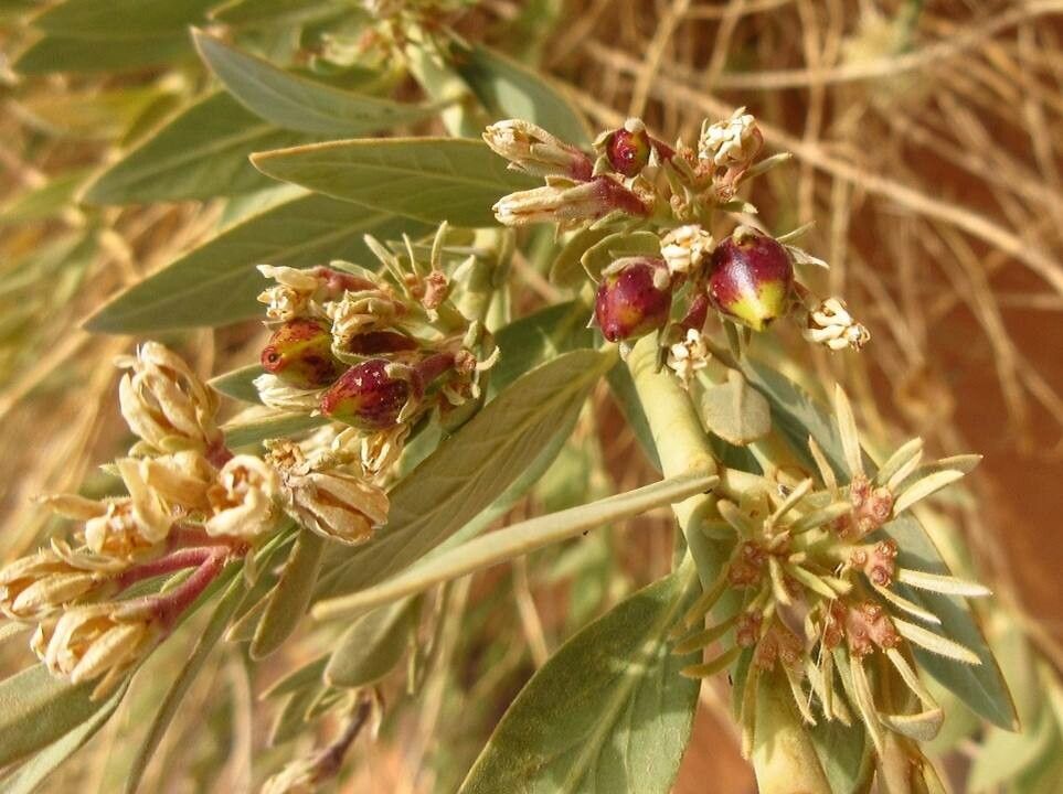 Solenostemma oleifolium fruit